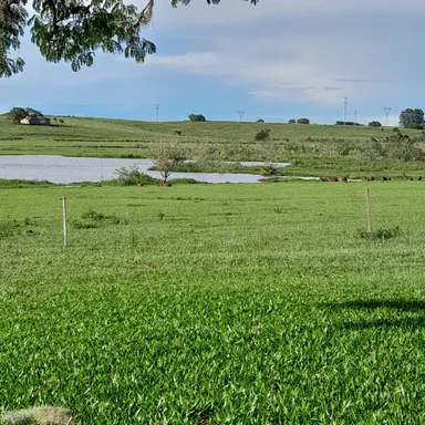 Área Rural Completa na Região de Porto Alegre 98 Hectares