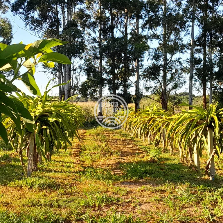 Área em Porto Alegre/RS - foto 4