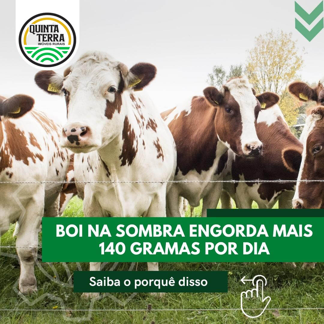 Boi na sombra engorda mais de 140 gramas por dia